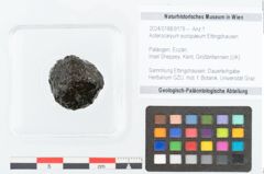 Foto (Objekt + Etikett) von Asterocaryum europaeum Ettingshausen (NHMW-GEO-2024-0188-9179)